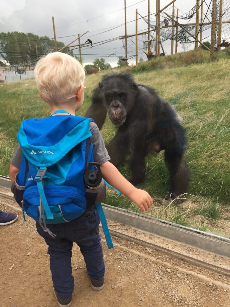 A young boy braves face to face with a chimpanzee,